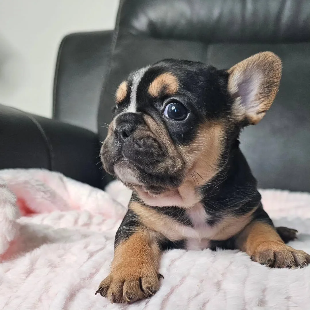 Hugo, a black and tan French Bulldog puppy resting on a pink blanket
