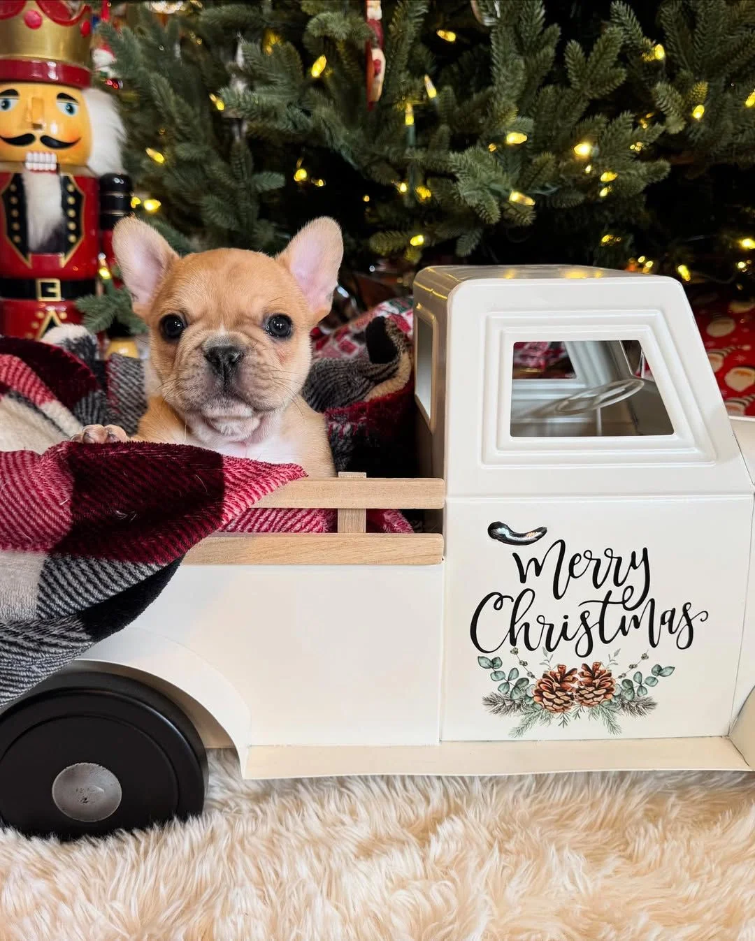 Milo, a fawn male French Bulldog puppy sitting in a Christmas truck