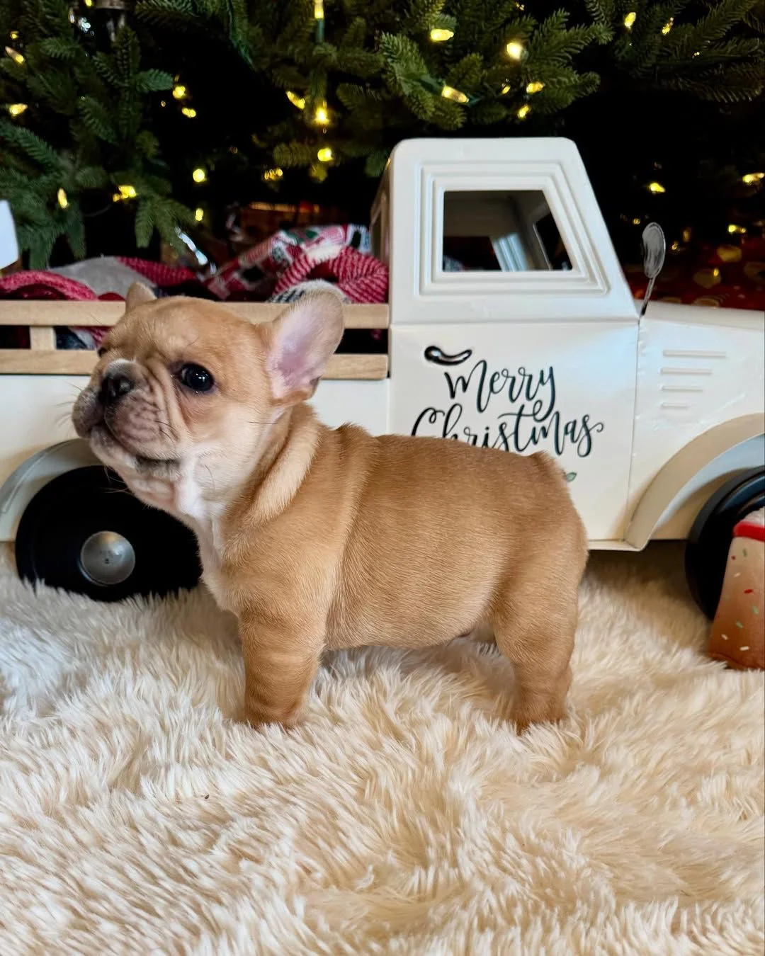 Milo, a fawn male French Bulldog puppy standing beside a Christmas truck