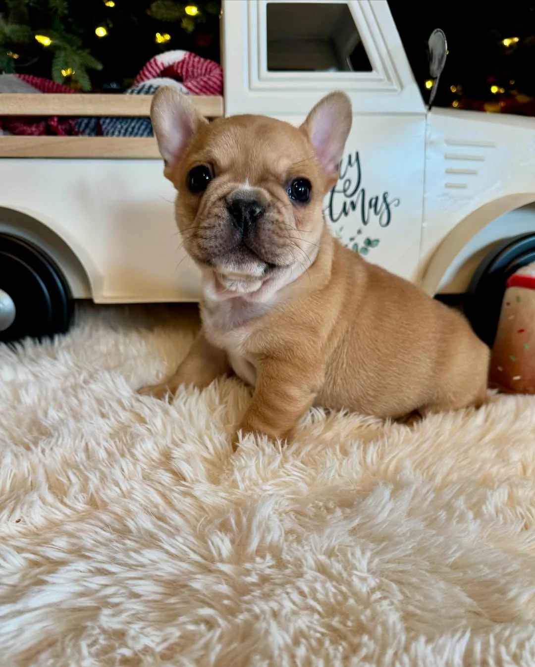 Milo, a fawn French Bulldog puppy sitting beside a Christmas truck