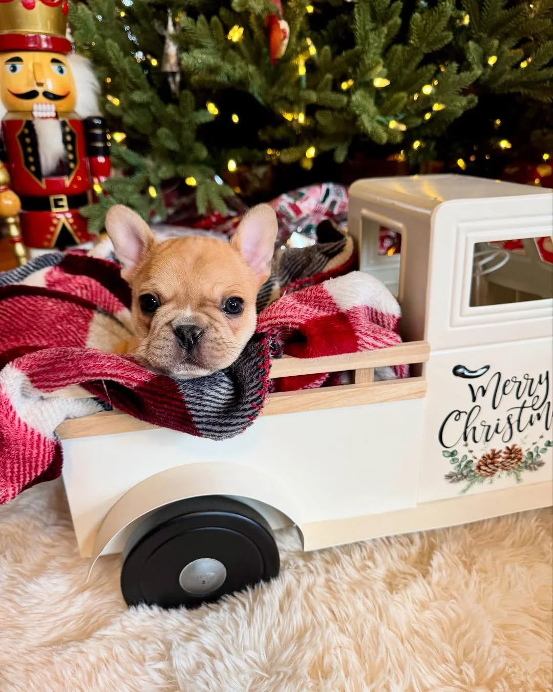 Close-up of Milo, a fawn French Bulldog puppy sitting in a Christmas display
