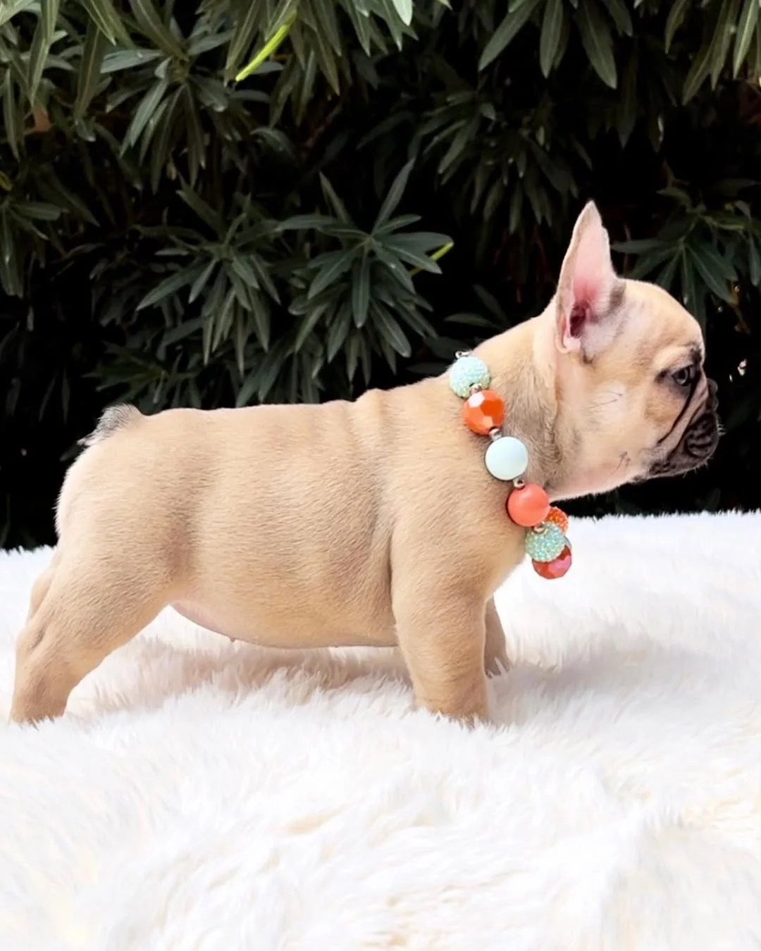 Rex, a fawn male French Bulldog puppy standing in side profile