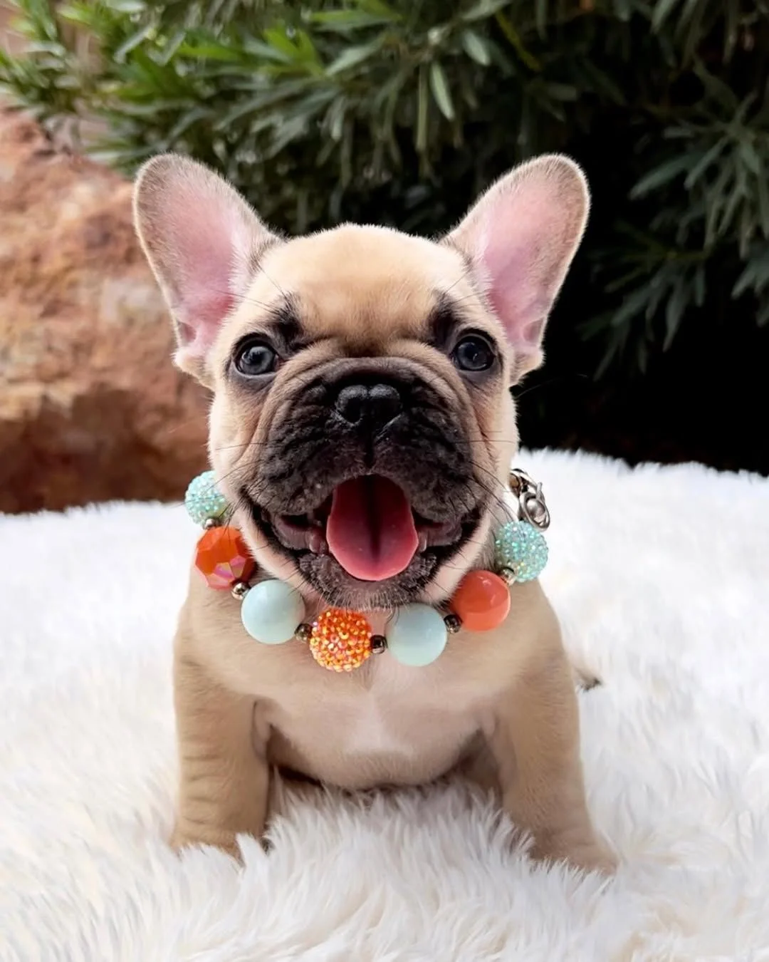 Rex, a fawn male French Bulldog puppy with a black mask