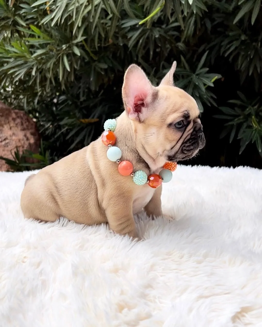 Rex, a fawn French Bulldog puppy sitting in side profile