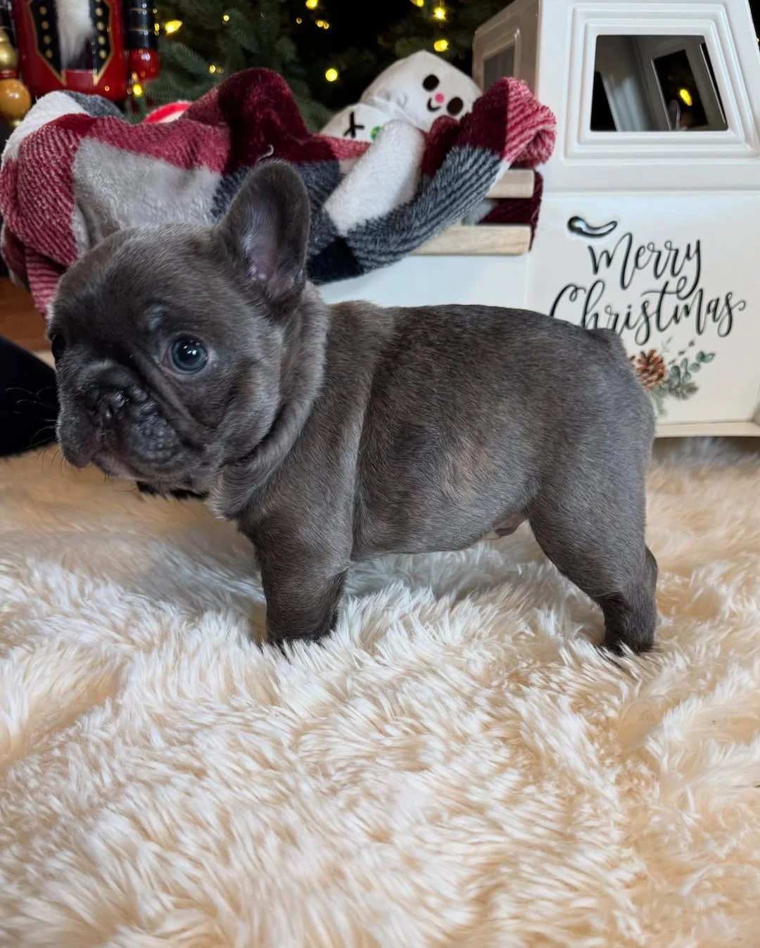 Rocky, a blue male French Bulldog puppy standing in side profile