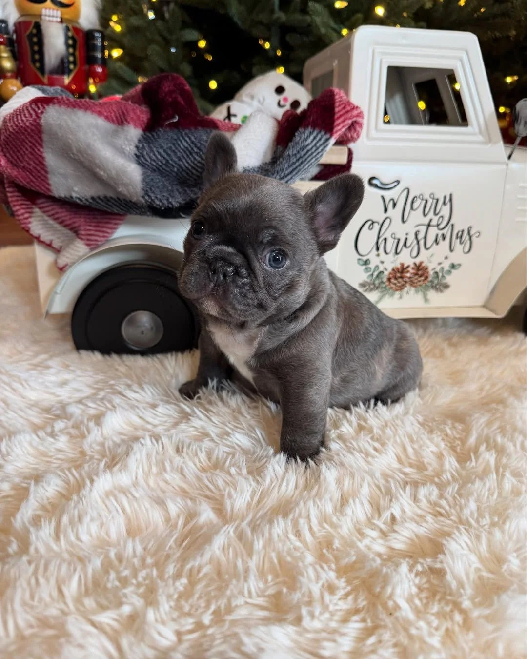 Rocky, a blue French Bulldog puppy sitting beside a Christmas truck